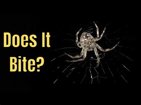 do orb weaver spiders bite.